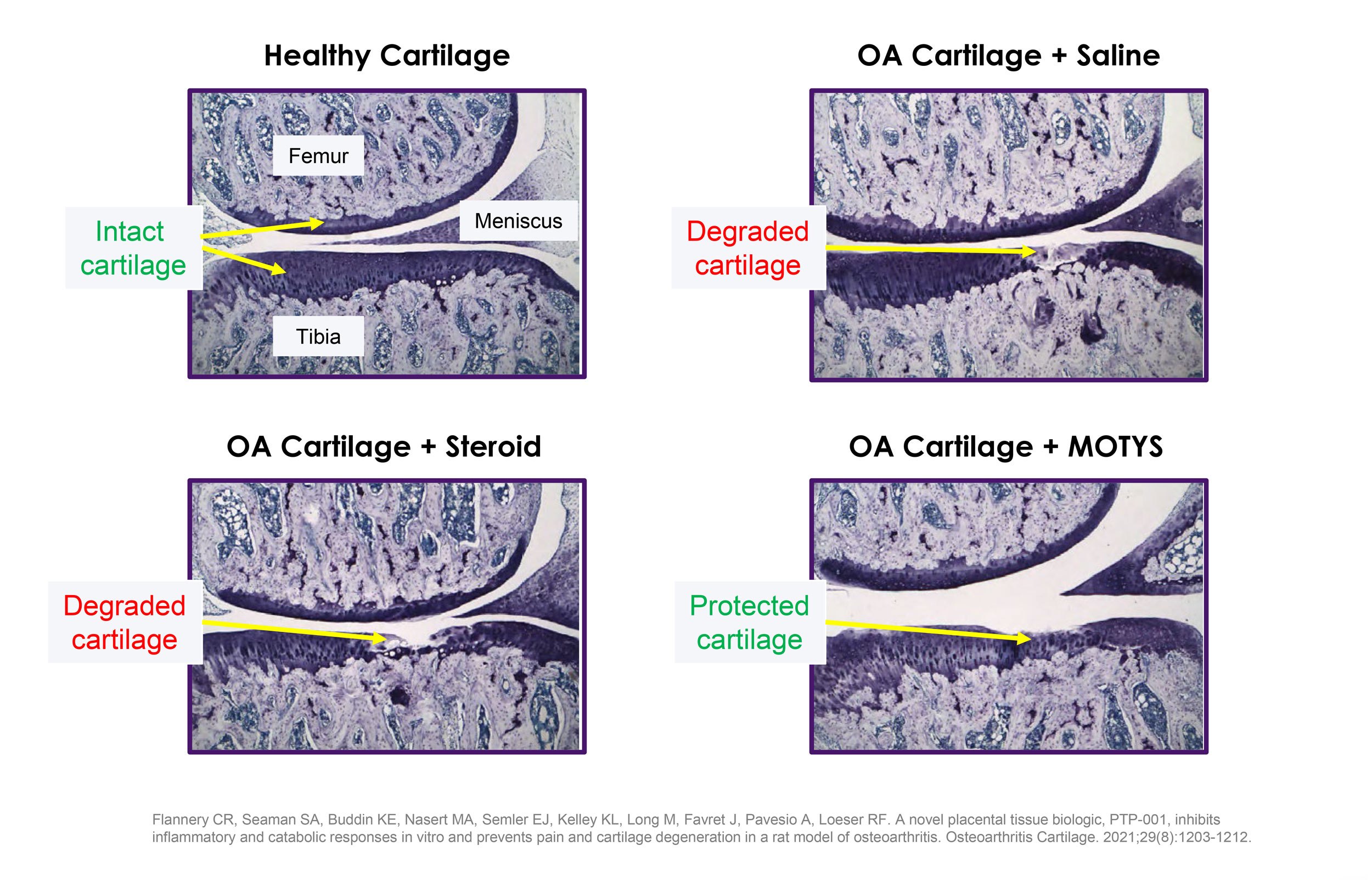 Preclinical cartilage data
